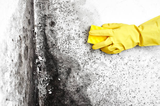 Best HVAC Mold Remediation in Big Lake, TX