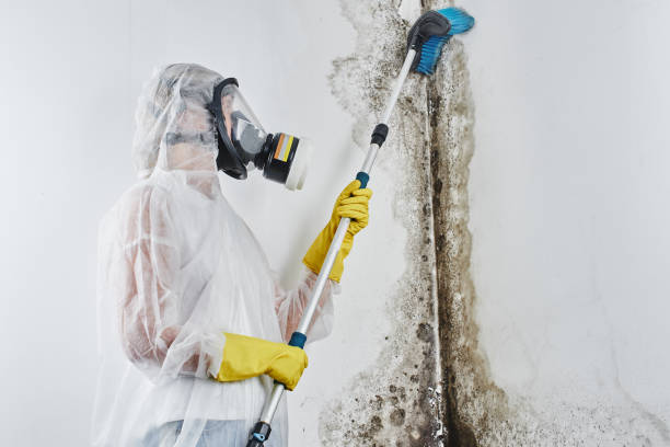 Best Mold Remediation for Specific Building Types in Big Lake, TX