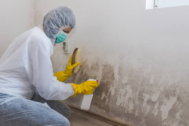 Trusted Big Lake, TX Mold Remediation Experts