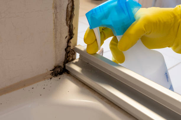 Best Post-Flood Mold Remediation in Big Lake, TX