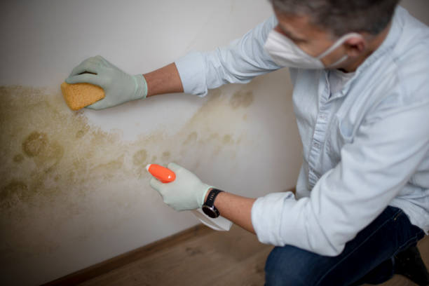 Best Emergency Mold Remediation in Big Lake, TX