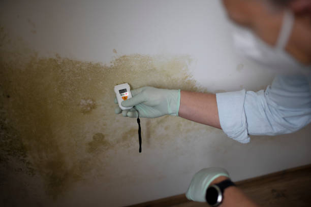 Best Industrial Mold Remediation in Big Lake, TX