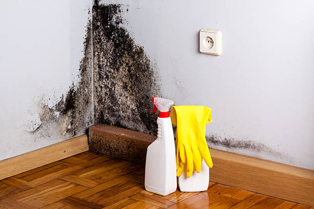 Best White Mold Remediation in Big Lake, TX