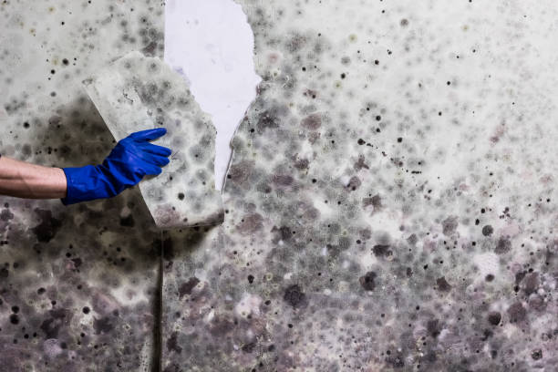 Best Insurance-Related Mold Remediation in Big Lake, TX